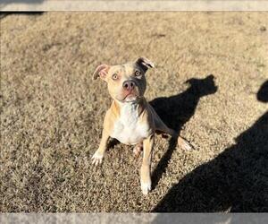 Mutt Dogs for adoption in Grovetown, GA, USA