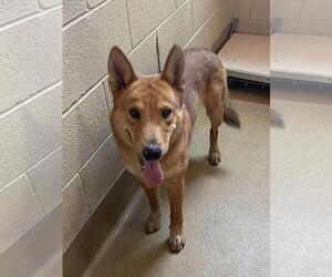 Carolina Dog-Unknown Mix Dogs for adoption in Rockwall, TX, USA