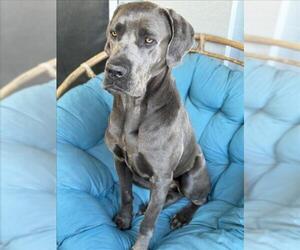 Mutt Dogs for adoption in Las Vegas, NV, USA