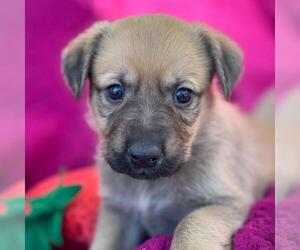 Labrador Retriever-Unknown Mix Dogs for adoption in San Diego, CA, USA