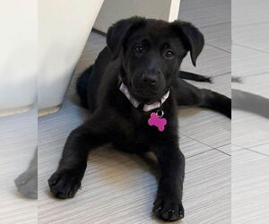 Labrador Retriever Dogs for adoption in Mundelein, IL, USA