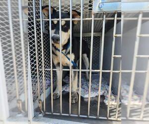Huskies -Unknown Mix Dogs for adoption in Bakersfield, CA, USA