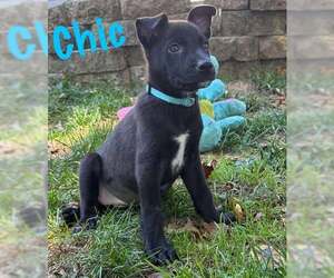 Labrador Retriever-Unknown Mix Dogs for adoption in pomfret, CT, USA