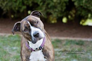 American Staffordshire Terrier Dogs for adoption in Washougal, WA, USA