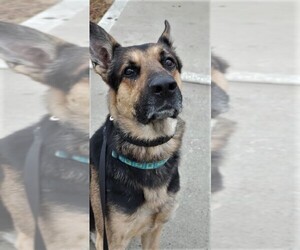 German Shepherd Dog Dogs for adoption in Franklin, TN, USA
