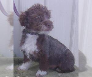 Boston Terrier Dogs for adoption in Mountain View, MO, USA