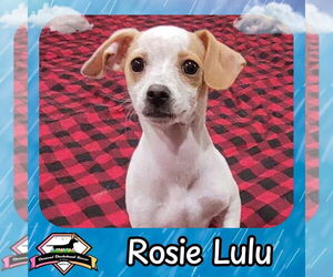 Chiweenie Dogs for adoption in San Antonio, TX, USA