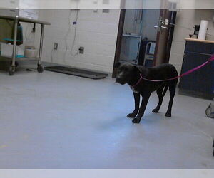 Mutt Dogs for adoption in Fayetteville, NC, USA