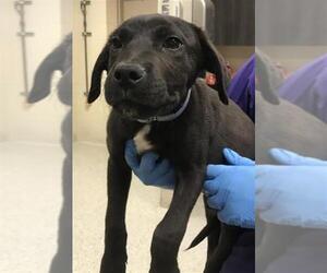 Labrador Retriever-Unknown Mix Dogs for adoption in Conroe, TX, USA
