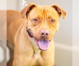 American Pit Bull Terrier Dogs for adoption in Camarillo, CA, USA