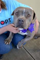 Staffordshire Bull Terrier-Unknown Mix Dogs for adoption in Dallas, TX, USA