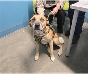 Labrador Retriever Dogs for adoption in Houston, TX, USA