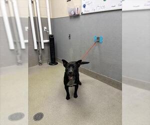 Labrador Retriever-Unknown Mix Dogs for adoption in Las Vegas, NV, USA