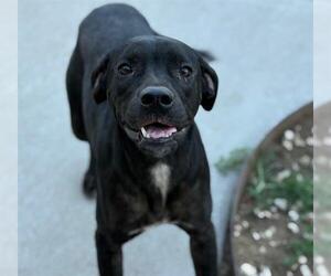 Labrador Retriever-Unknown Mix Dogs for adoption in Tulsa, OK, USA