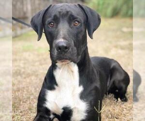 Great Dane Dogs for adoption in Fredericksburg, TX, USA