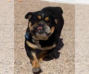 Bulldog Dogs for adoption in St. George, UT, USA