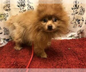 Pomeranian Dogs for adoption in Forestville, MD, USA