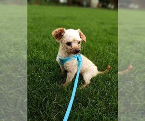 Maltipoo Dogs for adoption in Glen Haven, WI, USA