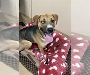German Shepherd Dog-Siberian Husky Mix Dogs for adoption in Chula Vista, CA, USA