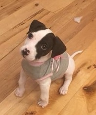 Small American Pit Bull Terrier-Rat Terrier Mix