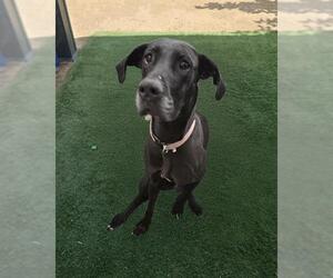 Great Dane Dogs for adoption in HESPERIA, CA, USA