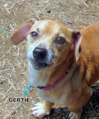 Dachshund Dogs for adoption in Lindsay, CA, USA