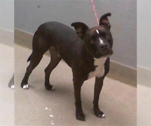 American Pit Bull Terrier-Unknown Mix Dogs for adoption in Las Vegas, NV, USA