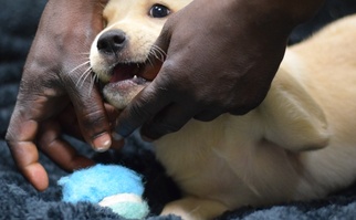 Labrador Retriever Dogs for adoption in Social Circle, GA, USA