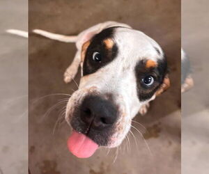 Beagle-Unknown Mix Dogs for adoption in Germantown, OH, USA