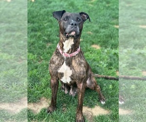 Mutt Dogs for adoption in Catasauqua, PA, USA