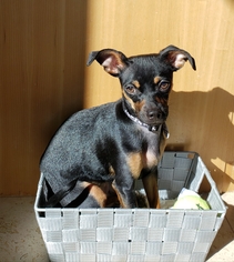 Miniature Pinscher Dogs for adoption in Issaquah, WA, USA