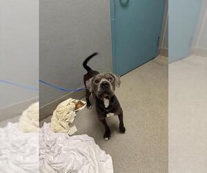 American Pit Bull Terrier-Unknown Mix Dogs for adoption in Las Vegas, NV, USA