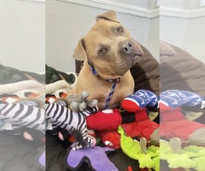 Bullmastiff-Cane Corso Mix Dogs for adoption in Rockaway, NJ, USA