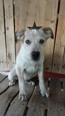 Medium Photo #1 Plott Hound-Unknown Mix Puppy For Sale in San Antonio, TX, USA