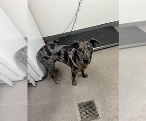 Catahoula Leopard Dog-Unknown Mix Dogs for adoption in HESPERIA, CA, USA