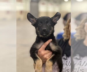 German Shepherd Dog Dogs for adoption in Dana Point, CA, USA