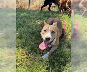 American Pit Bull Terrier Dogs for adoption in San Martin, CA, USA