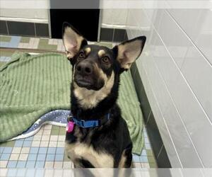 Australian Kelpie-Unknown Mix Dogs for adoption in Fort Collins, CO, USA