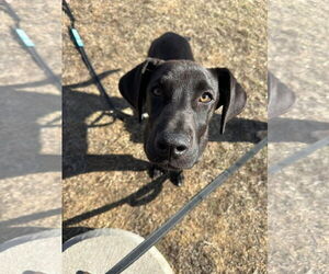 Labrador Retriever-Unknown Mix Dogs for adoption in Duluth, MN, USA