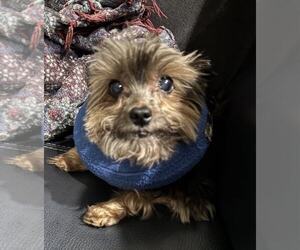 Mutt Dogs for adoption in Spring, TX, USA