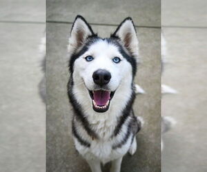 Siberian Husky-Unknown Mix Dogs for adoption in Sacramento, CA, USA