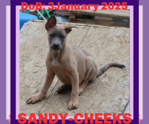 German Shepherd Dog-Unknown Mix Dogs for adoption in Sebec, ME, USA