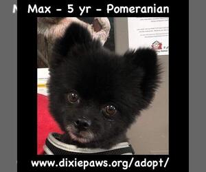 Pomeranian Dogs for adoption in St. George, UT, USA