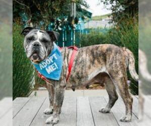 Bulldog Dogs for adoption in Pacific Grove, CA, USA