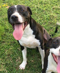 Borador Dogs for adoption in Holly Springs, MS, USA