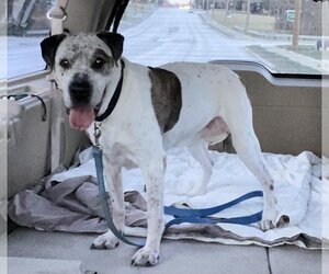 Labrador Retriever-Unknown Mix Dogs for adoption in Strongsville, OH, USA