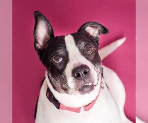 American Staffordshire Terrier Dogs for adoption in Fort Lauderdale, FL, USA