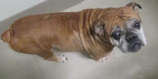 Bulldog Dogs for adoption in Johnson City, TN, USA