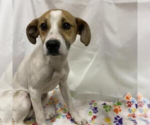 Beagle Dogs for adoption in Modesto, CA, USA
