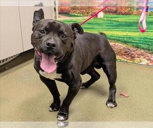 American Pit Bull Terrier-Unknown Mix Dogs for adoption in Moreno Valley, CA, USA